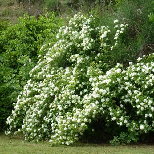 Rosa banksiae Alba Plena - Rambling Rose