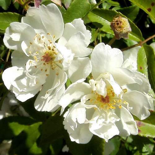 Rosa banksiae Alba Plena - Rambling Rose