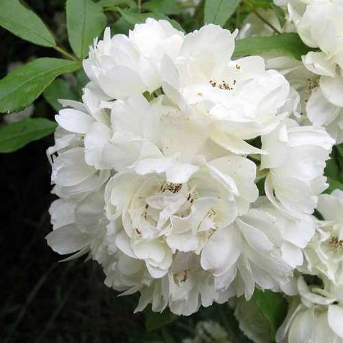 Rosa banksiae Alba Plena - Rambling Rose