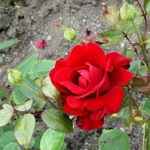 Rosa Ingrid Bergman - Hybrid Tea Shrub Rose