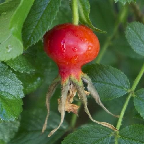 Rosa Jens Munk - Rugosa Rose