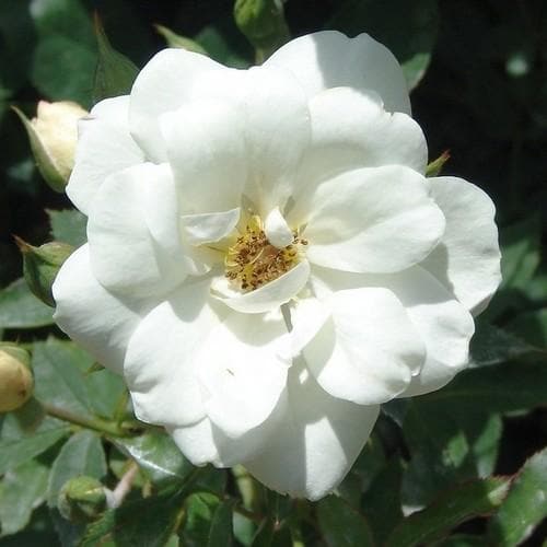 Rosa Kent (Pyrenees) - Groundcover Rose