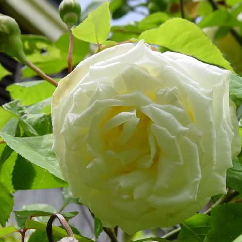 Rosa Paul's Lemon Pillar - Climbing Rose