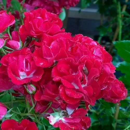 Rosa Rambling Rosie – Old Future Forests