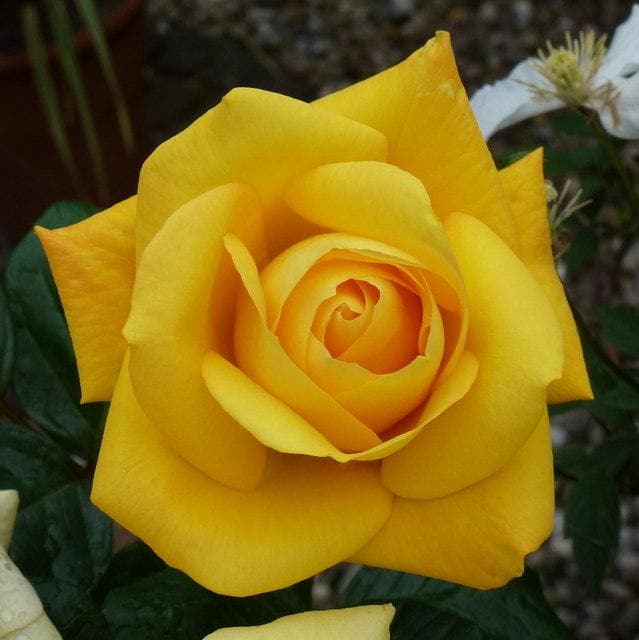 Rosa Arthur Bell - Floribunda Shrub Rose