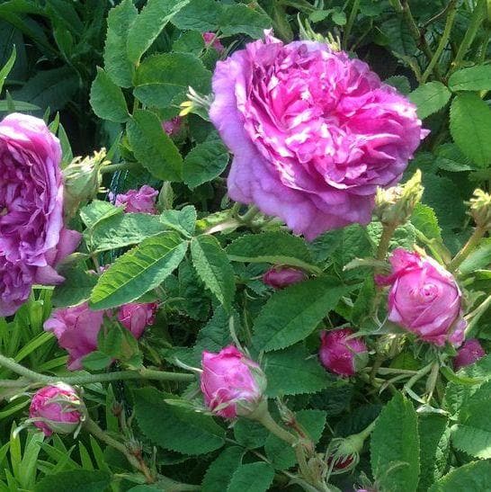Rosa Belle de Crecy - Future Forests
