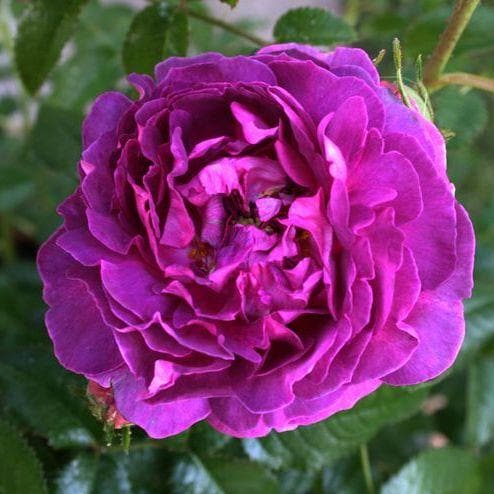 Rosa Belle de Crecy - Future Forests