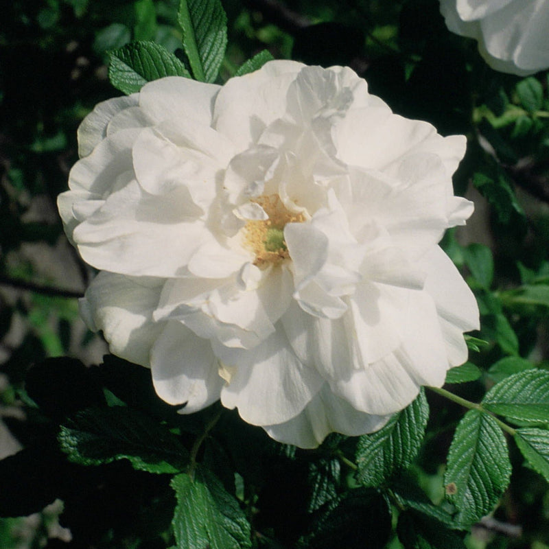 Rosa Blanc Double de Coubert - Future Forests