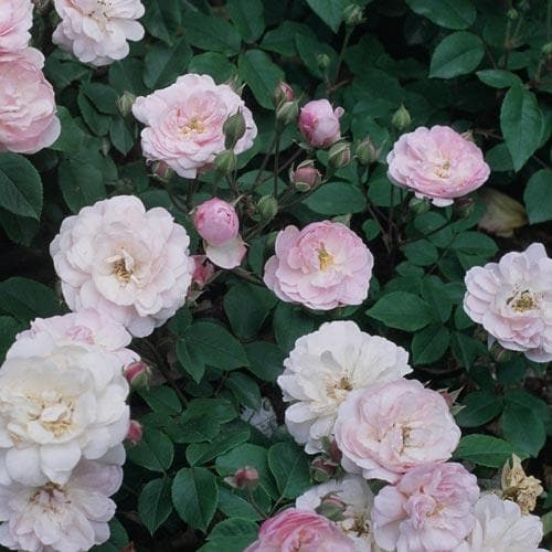 Rosa Blush Noisette - Future Forests