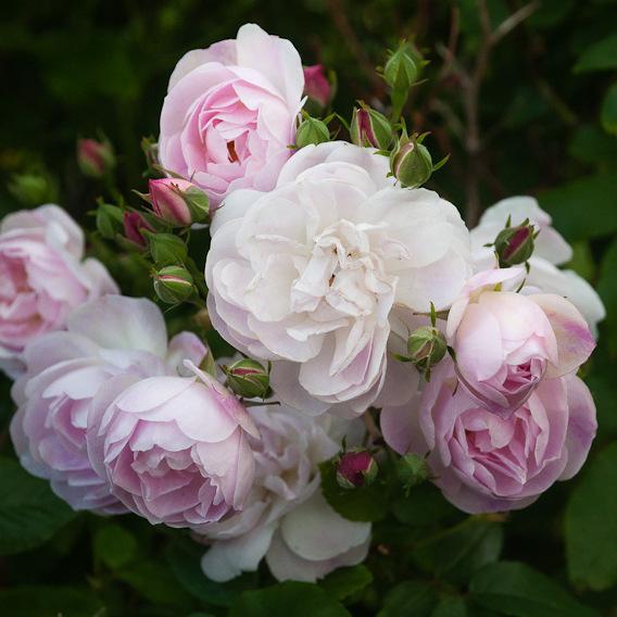 Rosa Blush Noisette - Future Forests