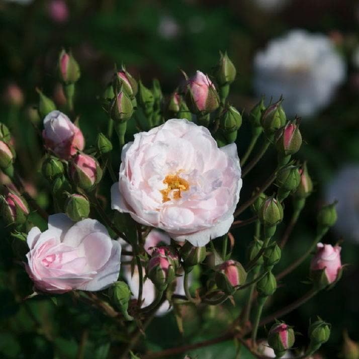 Rosa Blush Noisette - Future Forests