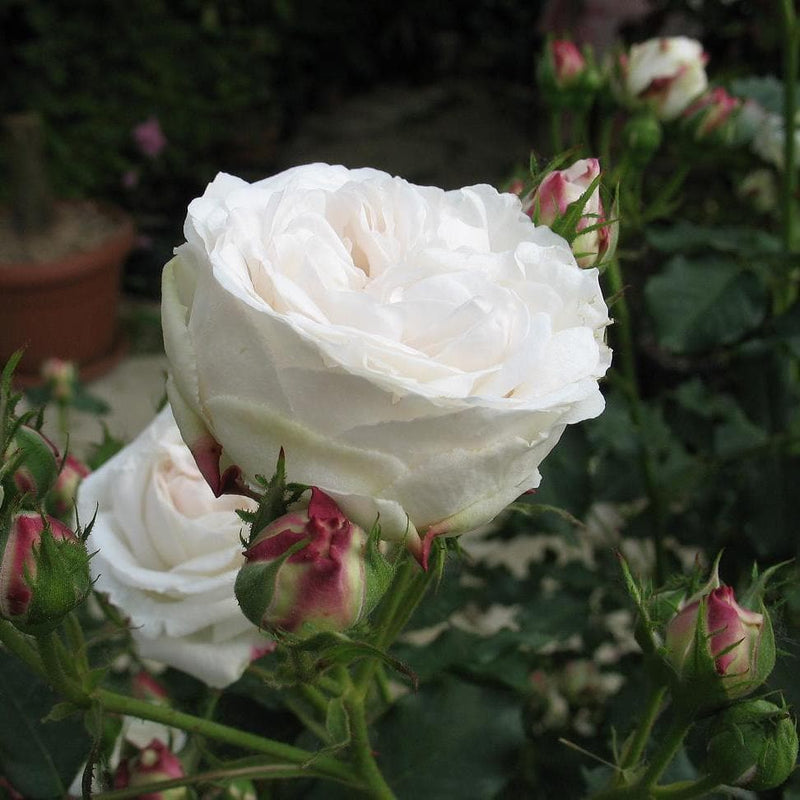 Rosa Boule de Neige - Future Forests