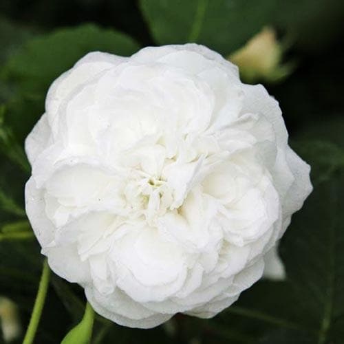 Rosa Boule de Neige - Future Forests