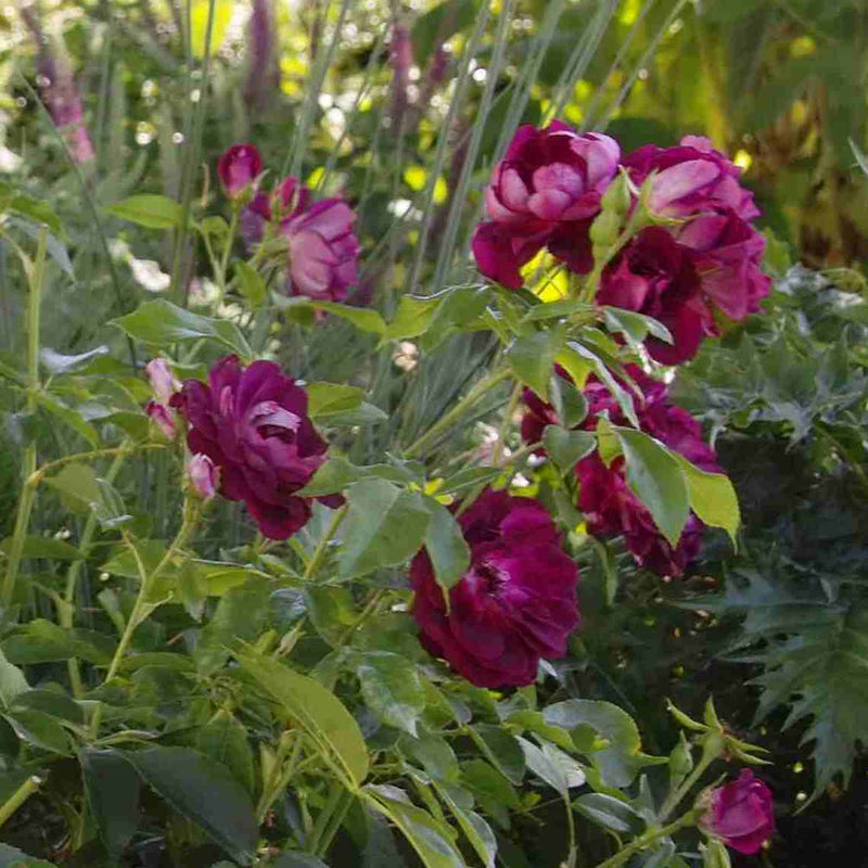 Rosa Burgundy Ice - Future Forests