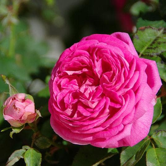 Rosa Cardinal de Richelieu - Future Forests