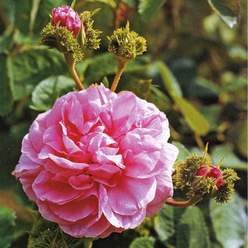 Rosa Chapeau De Napoleon - Future Forests