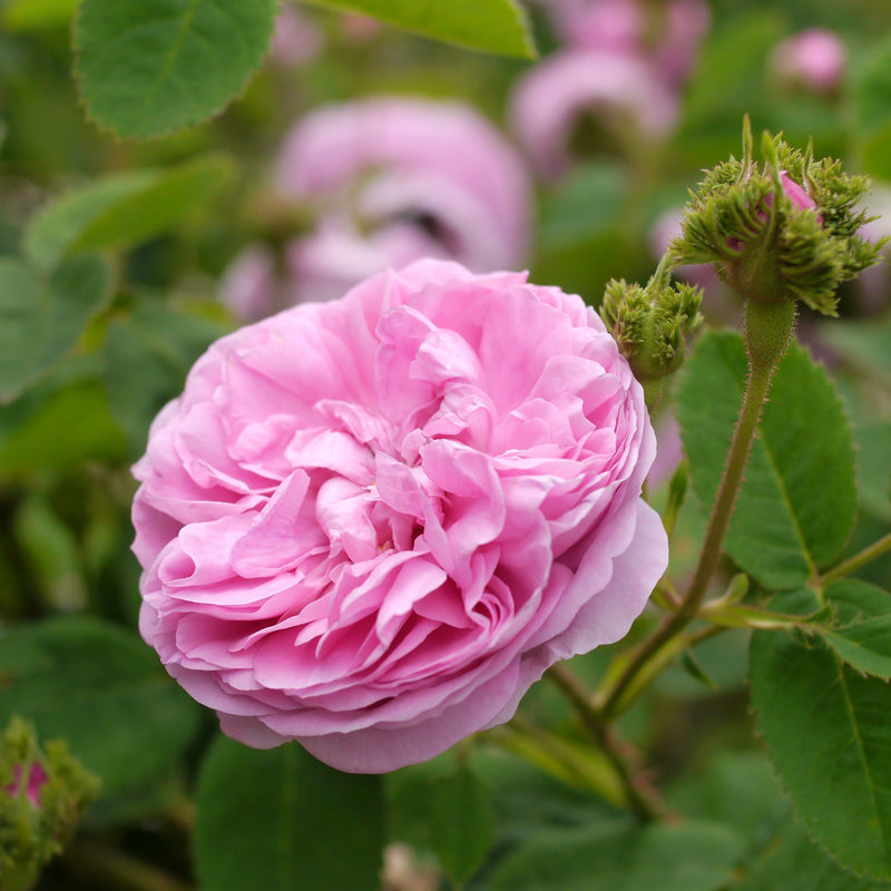 Rosa Chapeau De Napoleon - Future Forests