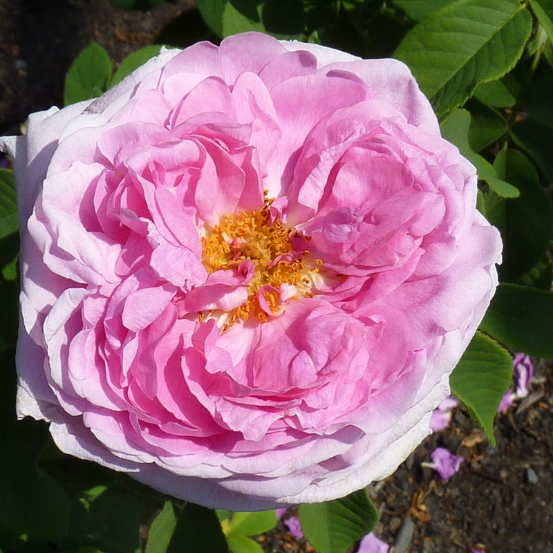 Rosa Compte de Chambord - Future Forests