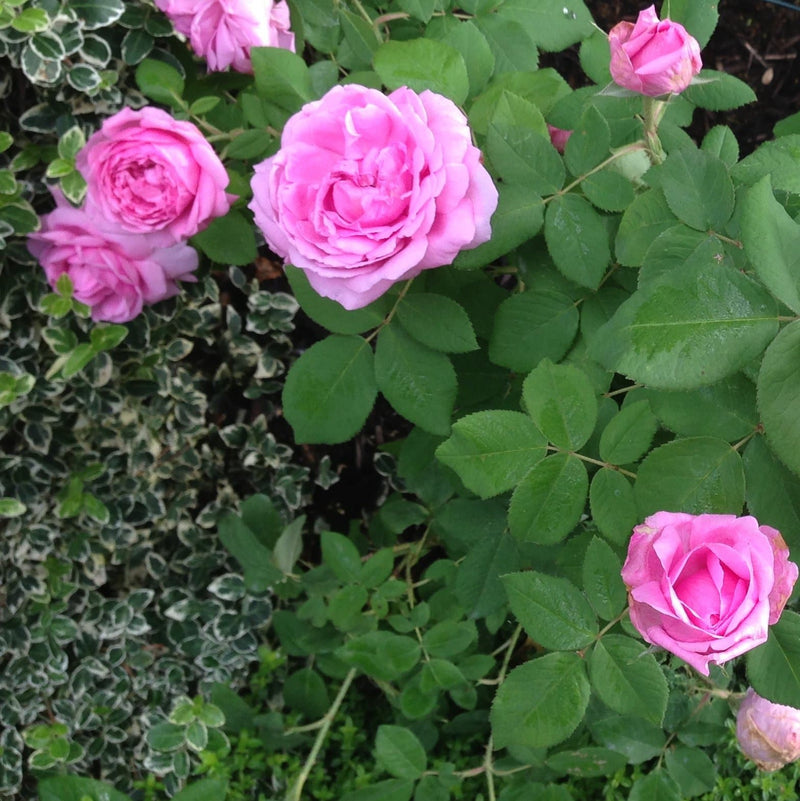 Rosa Compte de Chambord - Future Forests