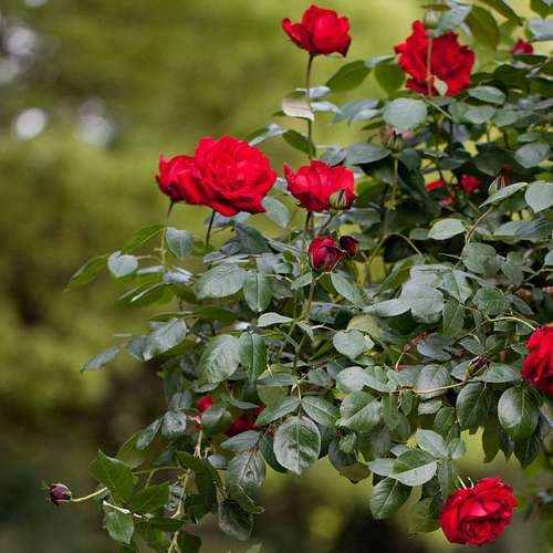 Rosa Dublin Bay - Climbing Rose