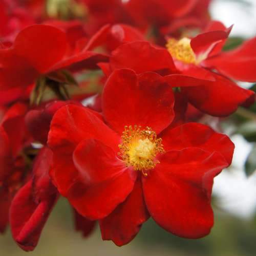 Rosa Flower Carpet Scarlet - Future Forests