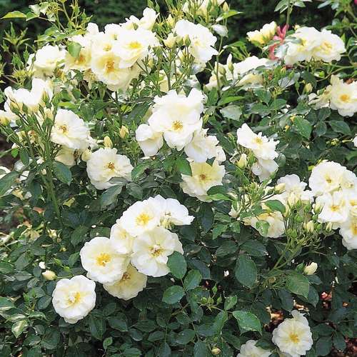 Rosa Flower Carpet White - Future Forests