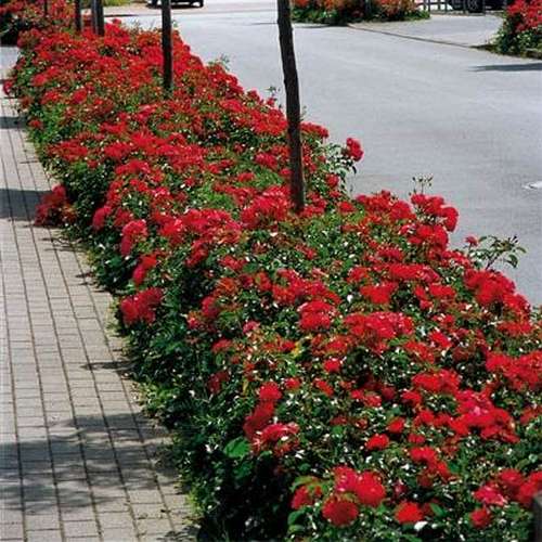 Rosa Flower Carpet Ruby - Future Forests