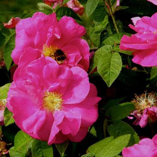 Rosa Gallica Officianalis - Future Forests