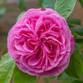 Rosa Gertrude Jekyll - Future Forests