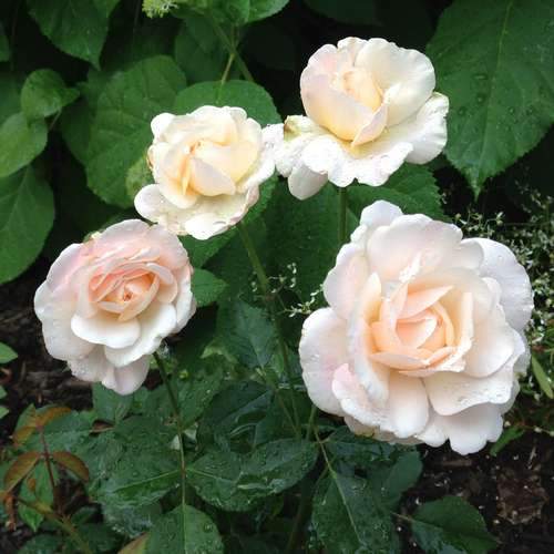 Rosa Gruss an Achen - Future Forests
