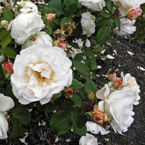 Rosa Gruss an Achen - Future Forests