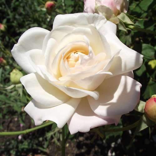Rosa Gruss an Achen - Future Forests