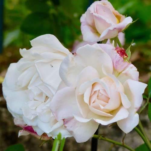 Rosa Gruss an Achen - Future Forests