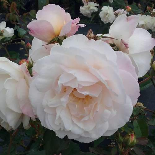 Rosa Gruss an Achen - Future Forests