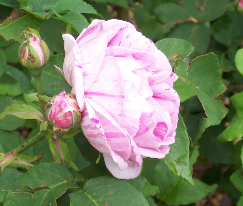Rosa Honorine de Brabant - Future Forests