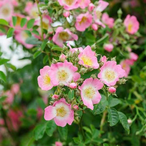 Rosa Kew Rambler - Future Forests