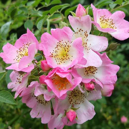 Rosa Kew Rambler - Future Forests