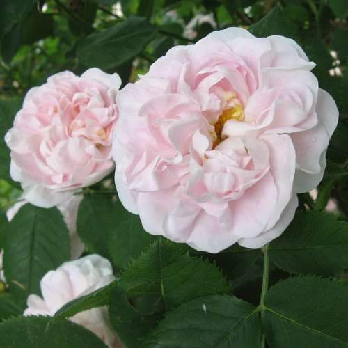 Rosa Maiden’s Blush - Old Shrub Rose