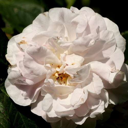 Rosa Maiden’s Blush - Old Shrub Rose