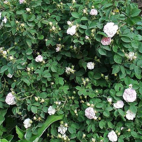 Rosa Maiden’s Blush - Old Shrub Rose