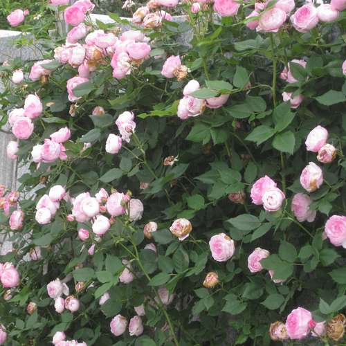 Rosa Mme Pierre Oger - Future Forests