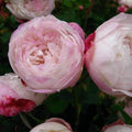 Rosa Mme Pierre Oger - Future Forests