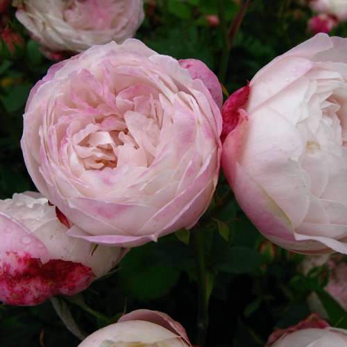 Rosa Mme Pierre Oger - Future Forests