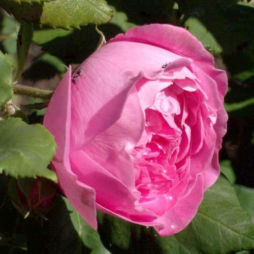 Rosa Mme Pierre Oger - Future Forests