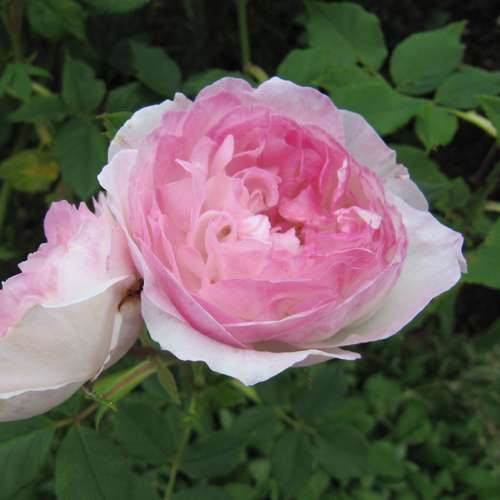 Rosa Mme Pierre Oger - Future Forests