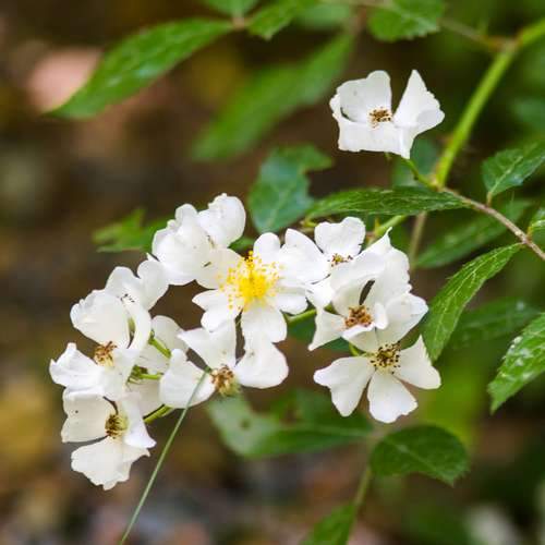 Rosa multiflora - Wild Rose