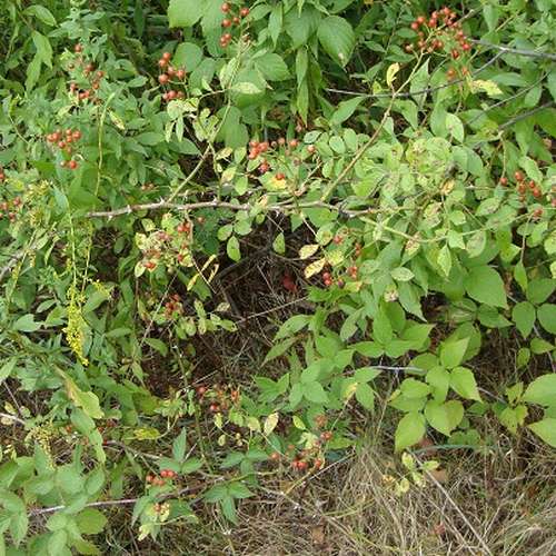 Rosa multiflora - Wild Rose