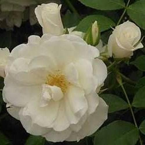 Rosa Notre-Dame de Calais - Climbing Rose