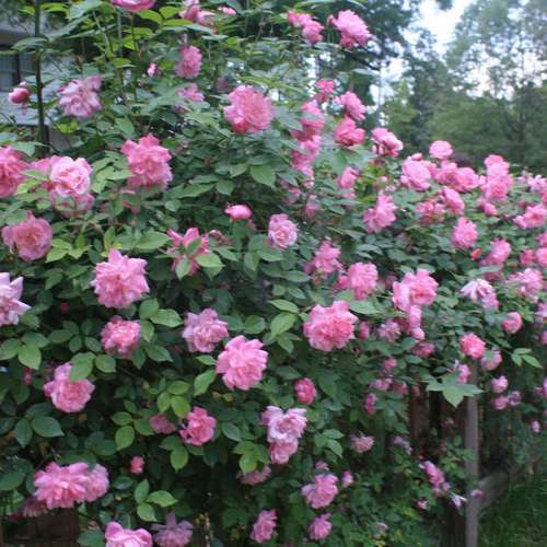 Rosa Old Blush China - Future Forests