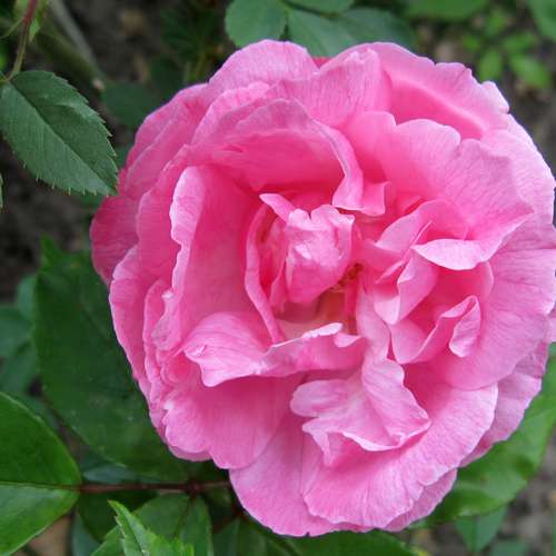 Rosa Old Blush China - Future Forests